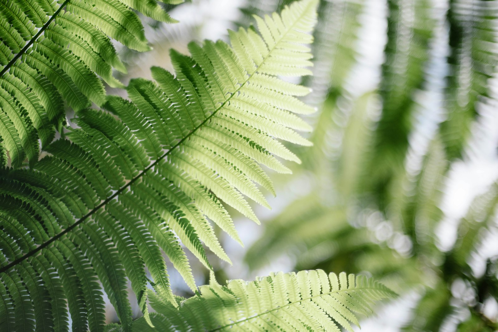 Green fern leaves in sunlight