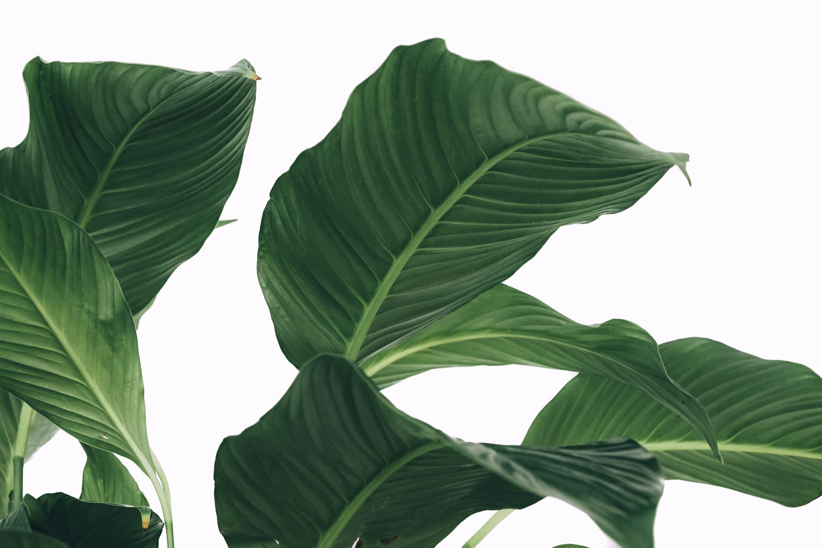 Large green leaves on a white background